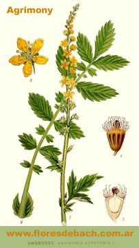 Agrimony