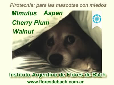 Flores de Bach para Mascotas