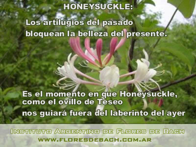 Honeysuckle