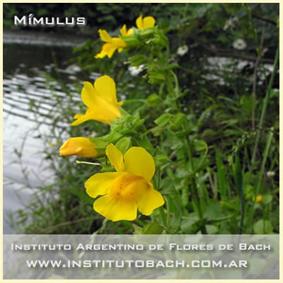 Flores de Bach: Mimulus