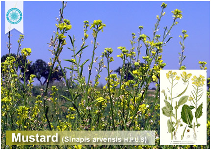 21 - Mustard (Sinapis arvensis)