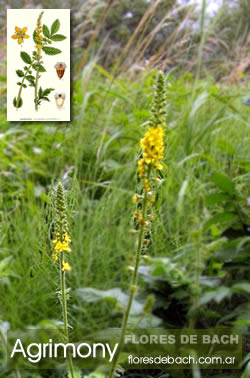 Foto de Flores de Bach: Agrimony