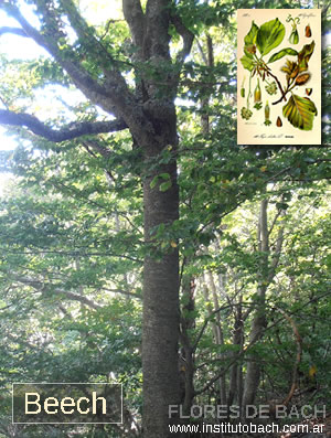 Fotografía de Flores de Bach: Beech