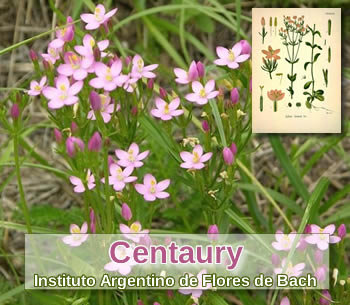 Foto de Flores de Bach: Centaury