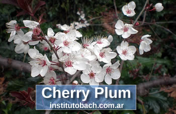 Foto de Flores de Bach Cherry Plum