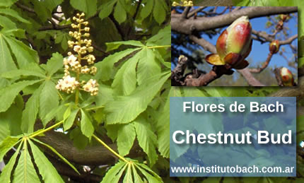 Foto de Chestnut Bud