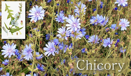 Fotografía de Flores de Bach: Chicory