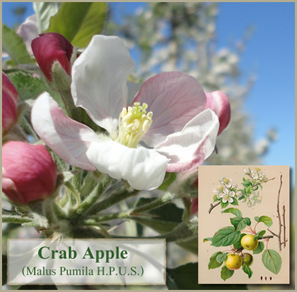 Foto de Flores de Bach: Crab Apple