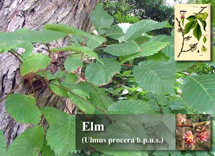 Foto de Elm (Olmo)