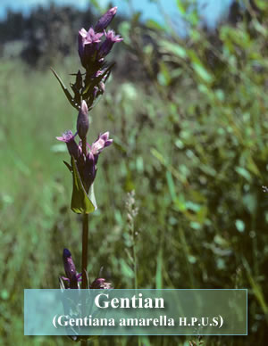 Foto de Gentian (Flores de Bach)