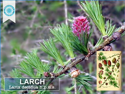 fotogafìa de una rama con una flor de Larch