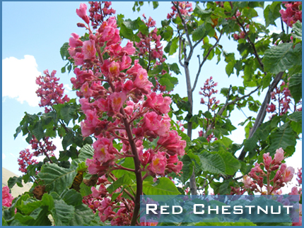 Foto de Red Chestnut