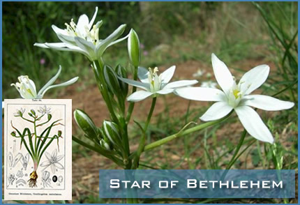 Star of bethlehem