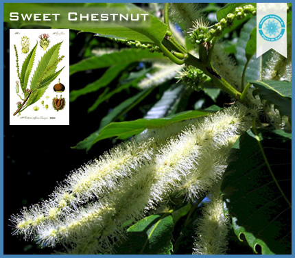 30  - Sweet chestnut