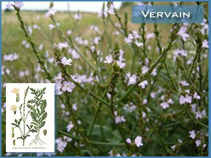 31 - Vervain