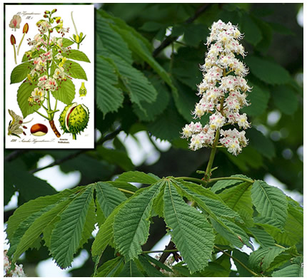 White Chestnut