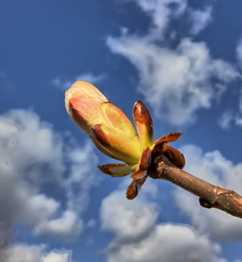 Foto de Chestnut Bud