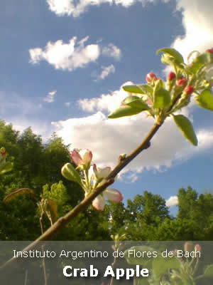 Fotografía de la Flor de Bach Crab apple