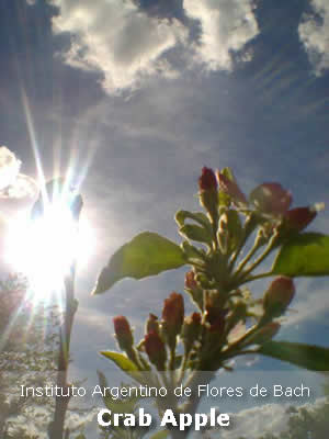 Fotografía 2 de la Flor de Bach Crab apple