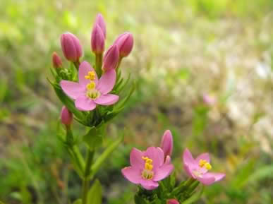 Flores de Bach: Centaury