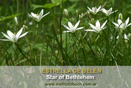 Estrella de Belém