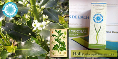 Foto de la planta Holly y del concentrado