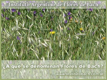 ¿Qué son las Flores de Bach?