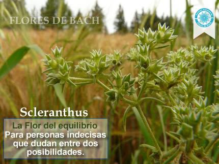 Imagen y usos de la Flor de Scleranthus