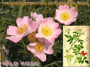 Wild Rose