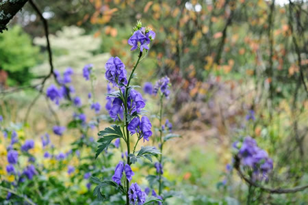 Foto de Aconitum