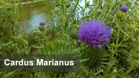 Cardus marianus