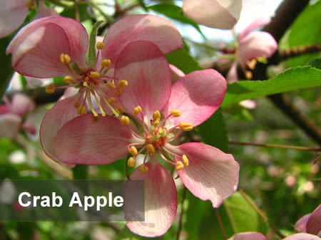 Foto de la Flor de Bach llamada Crab apple