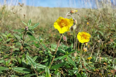 Foto de Rock Rose